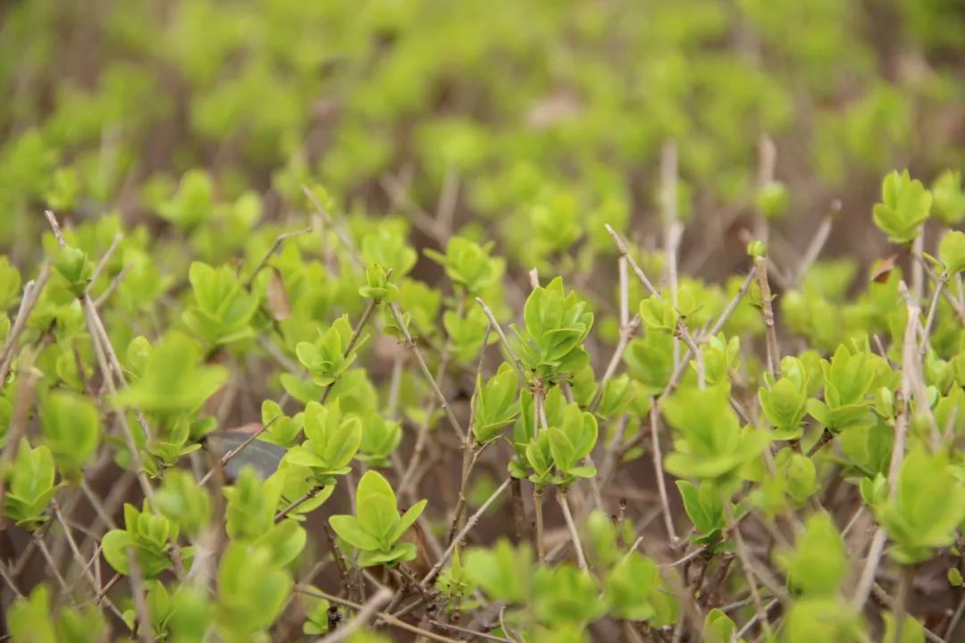 1679385626715898.jpg 微信图片_20230321155830.jpg