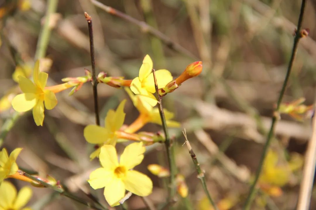 1679385653924733.jpg 微信图片_20230321155837.jpg