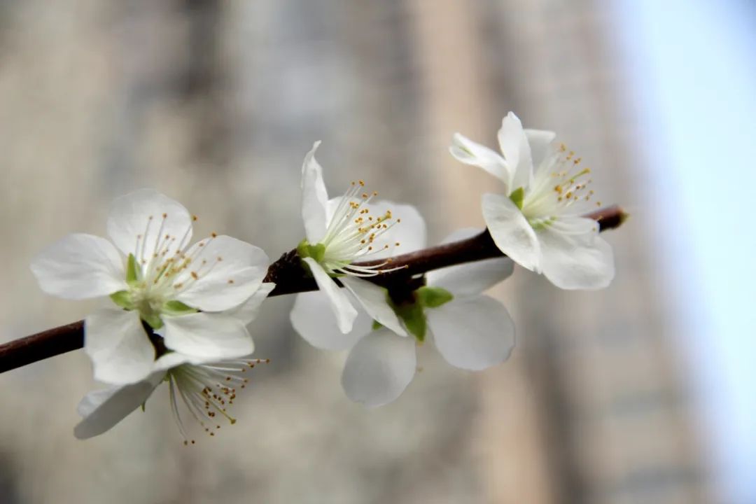 1679385700733684.jpg 微信图片_20230321155911.jpg